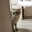 Мемы с котами 1