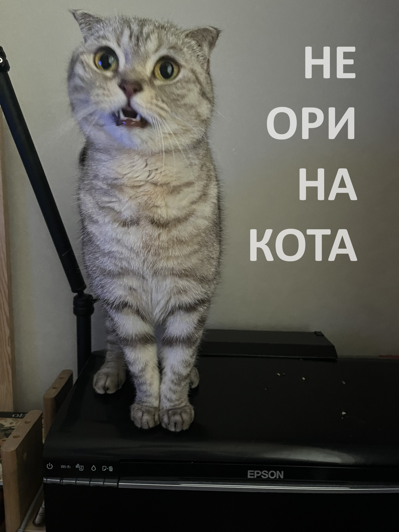 Не ори на кота