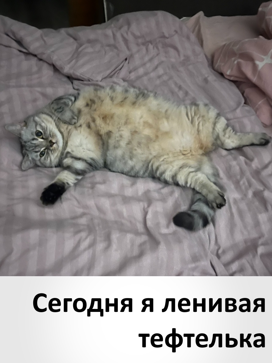 Сегодня я ленивая тефтелька