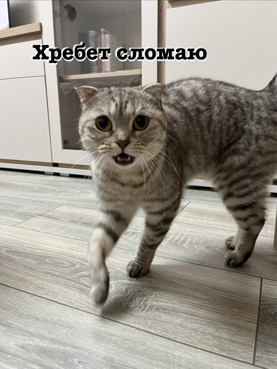 Мемы с котами