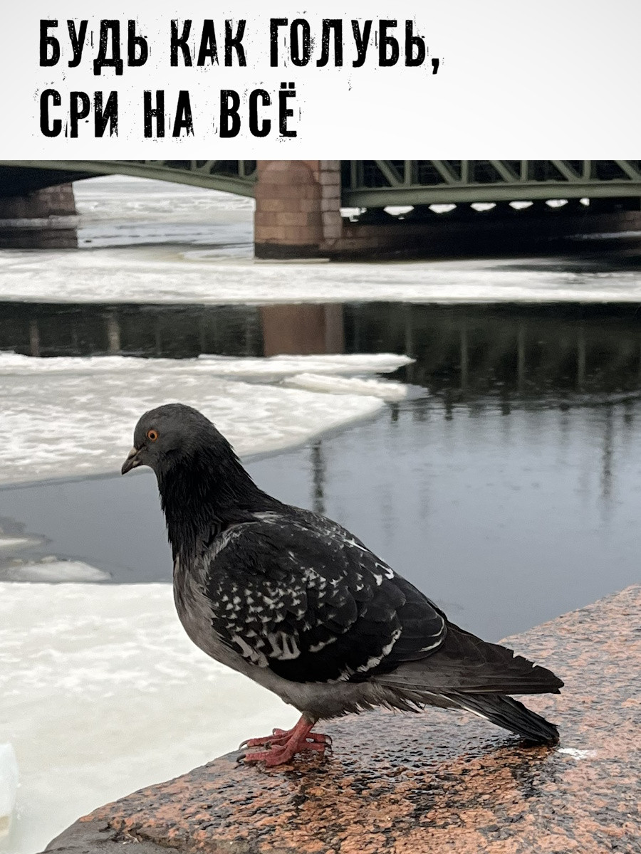 Будь как голубь, сри на всё!