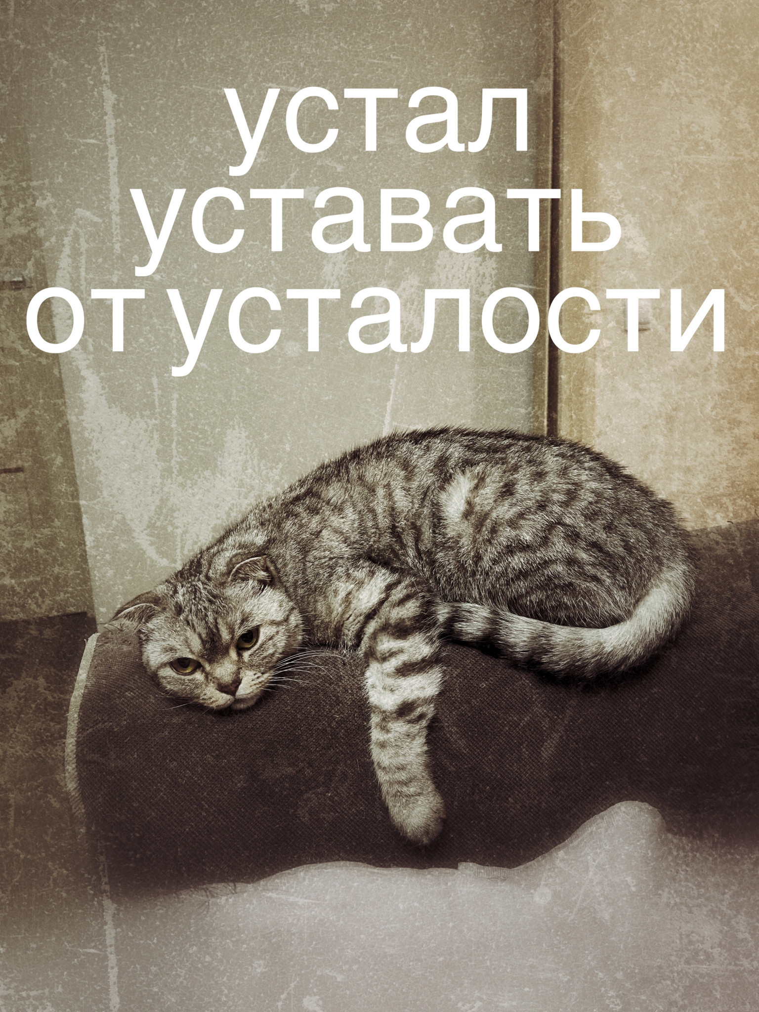 Устал уставать от усталости. Мемы с котиками.