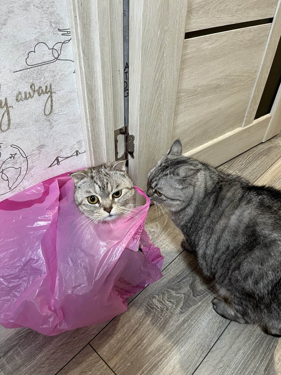 Котики и пакет